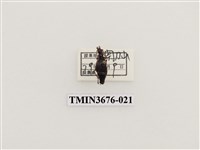 藏品(步行蟲(2))的圖片